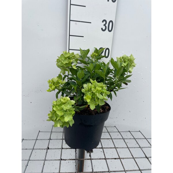 Hydrangea pan. Little Lime - 3,0L
