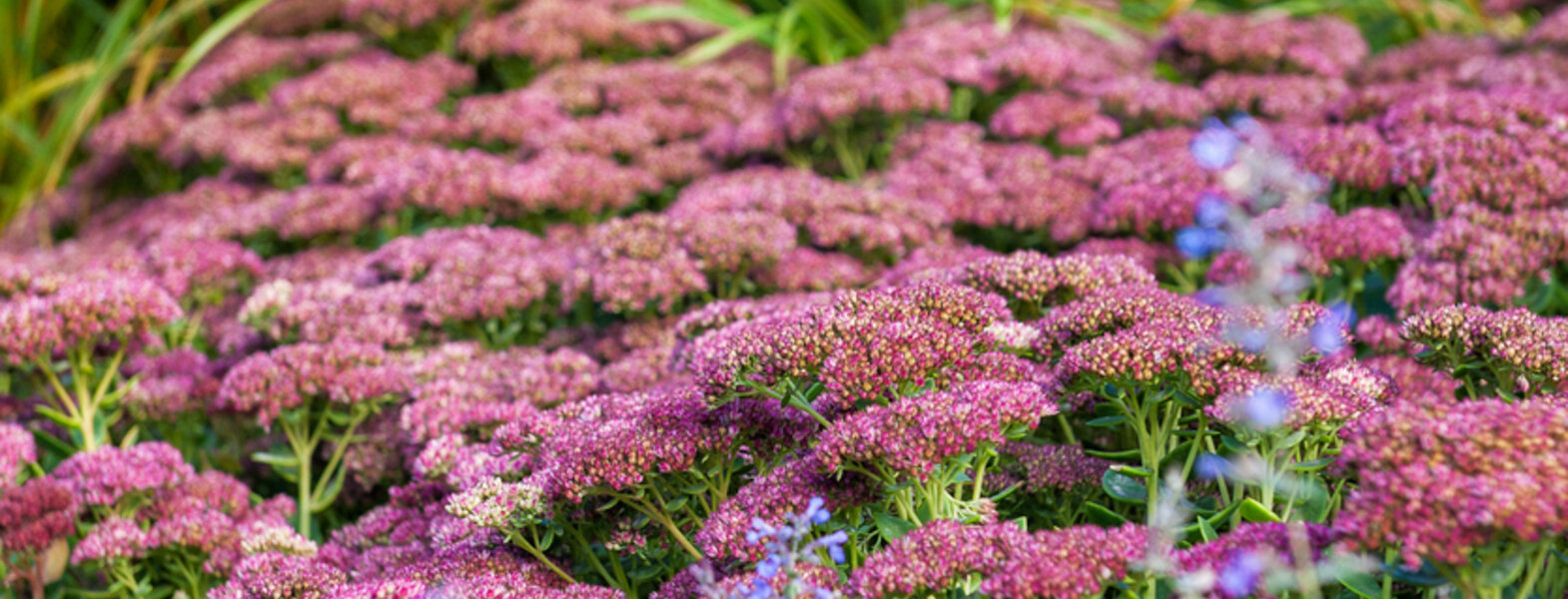 De koning van de nazomer: Waarom Sedum 'Herbstfreude' in jouw tuin hoort